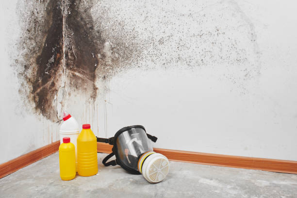 Best Professional Mold Removal  in Corona, CA