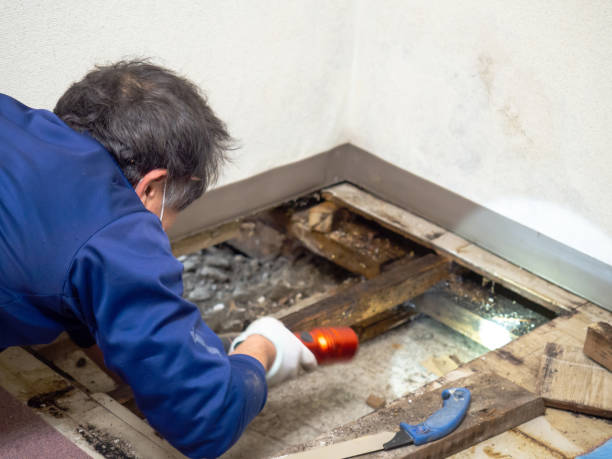 Trusted Corona, CA Mold Removal Experts