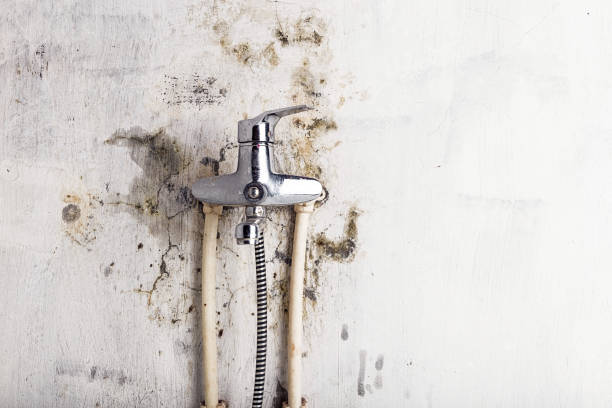 Best Toxic Mold Removal  in Corona, CA