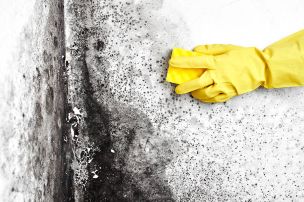 Best Local Mold Removal Service  in Corona, CA