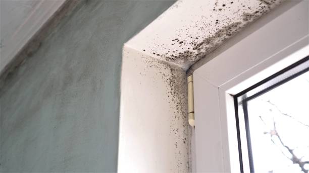Best Mold Remediation  in Corona, CA