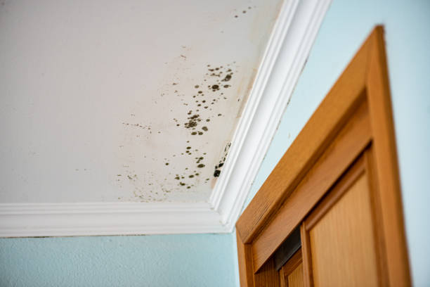 Best Black Mold Removal  in Corona, CA