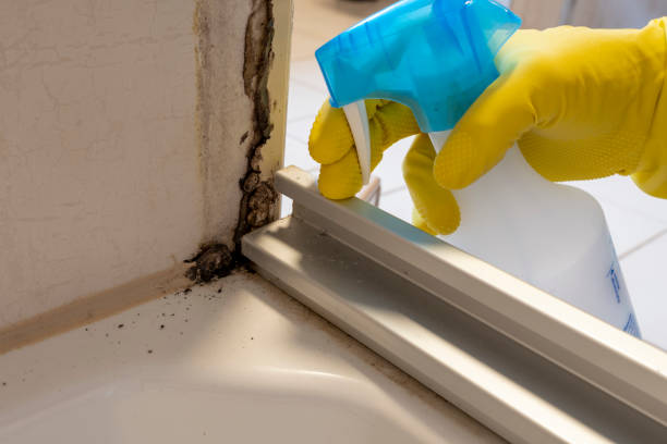 Best Toxic Mold Removal  in Corona, CA