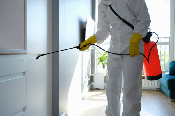 Best Local Mold Removal Service  in Corona, CA