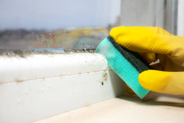Best Same-Day Mold Removal  in Corona, CA