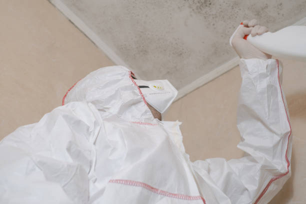  Corona, CA Mold Removal Pros