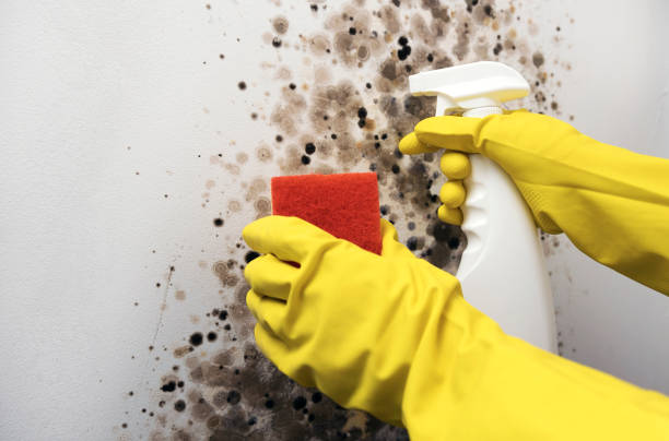 Best Affordable Mold Removal  in Corona, CA