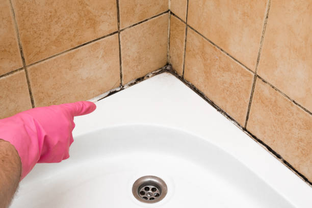 Best Mold Damage Repair  in Corona, CA